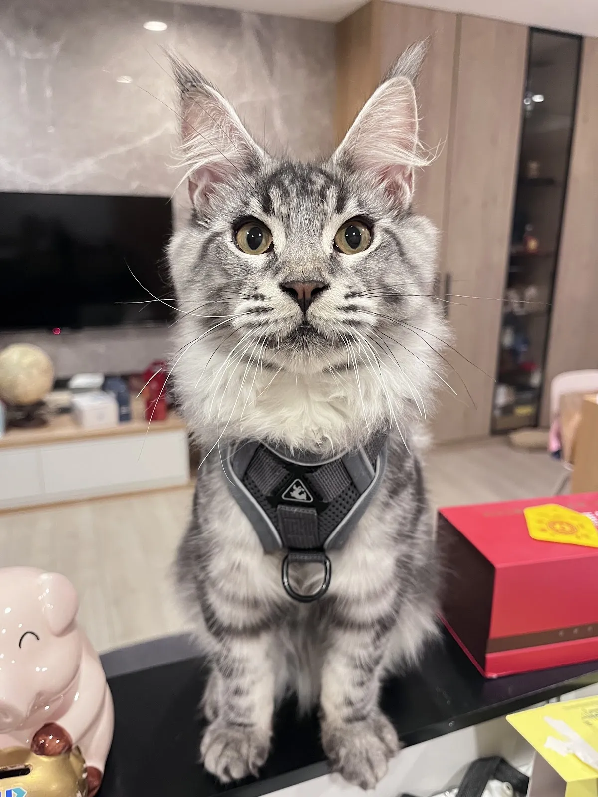 貓之森寵物生活館