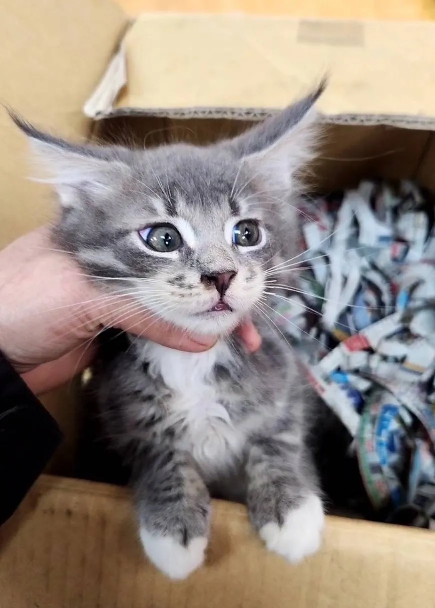 貓之森寵物生活館