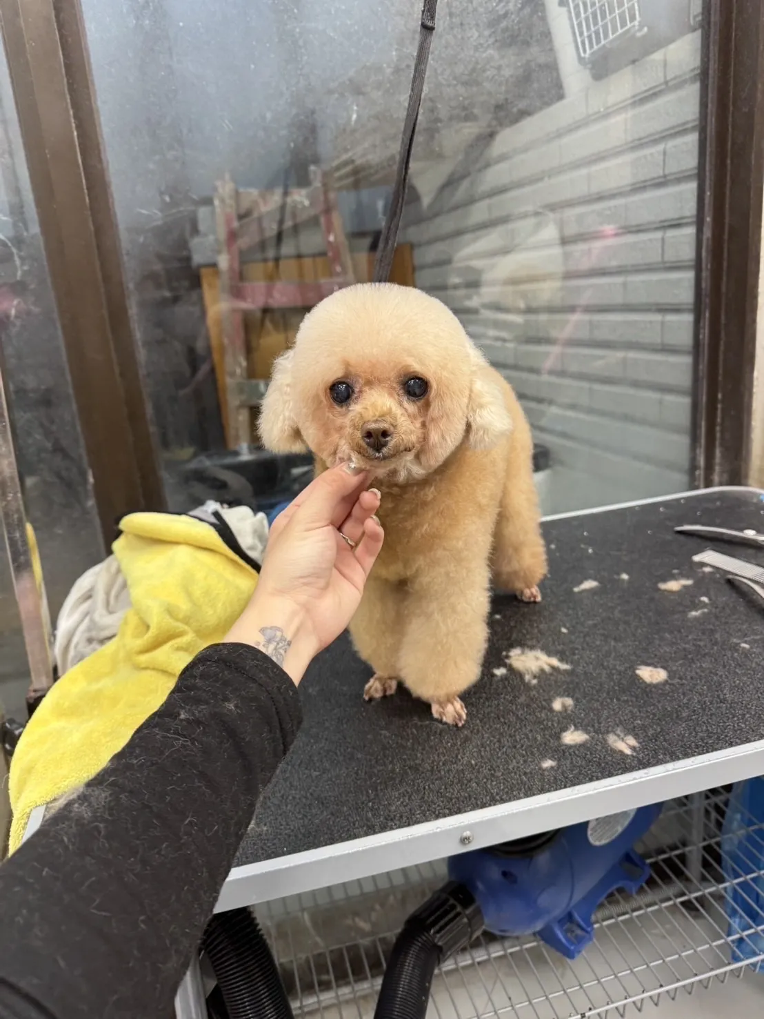 花居寵物生活別館