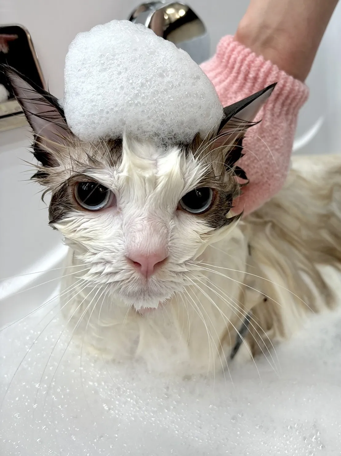 花居寵物生活別館