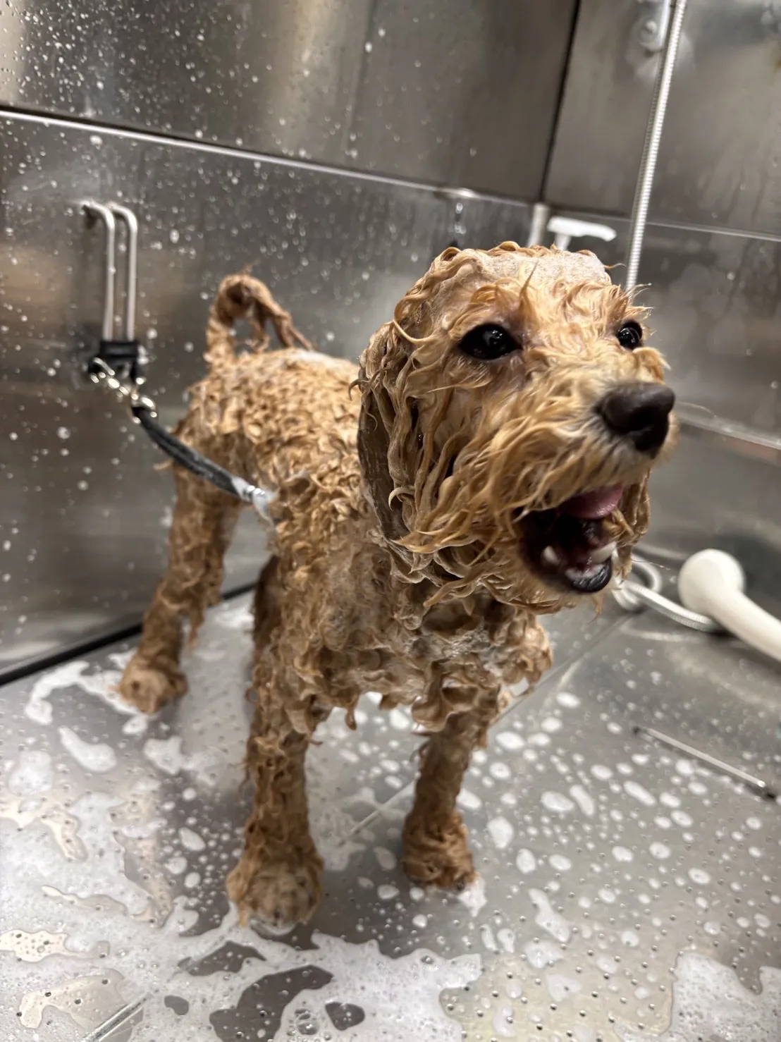 花居寵物生活別館