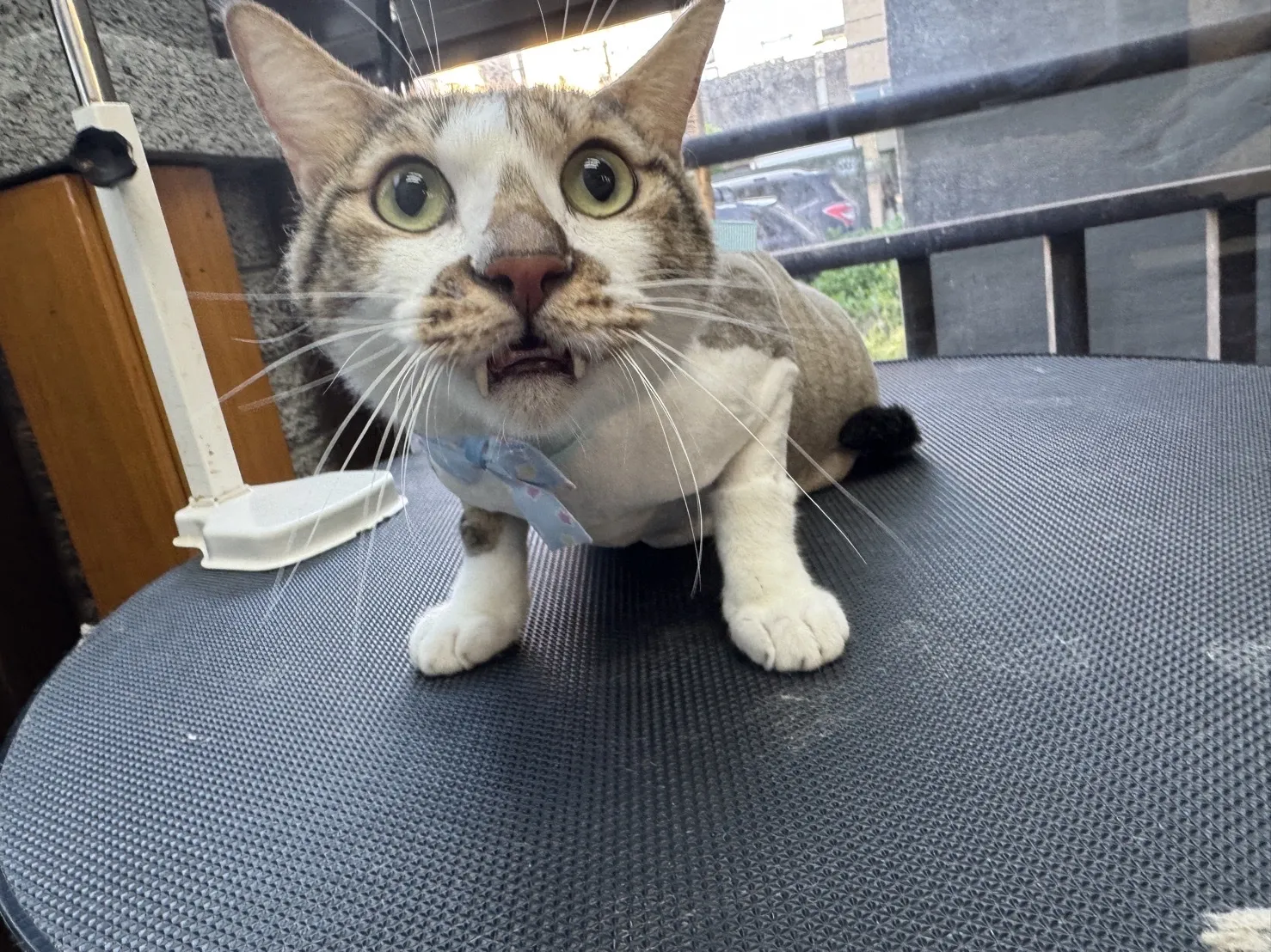 花居寵物生活別館