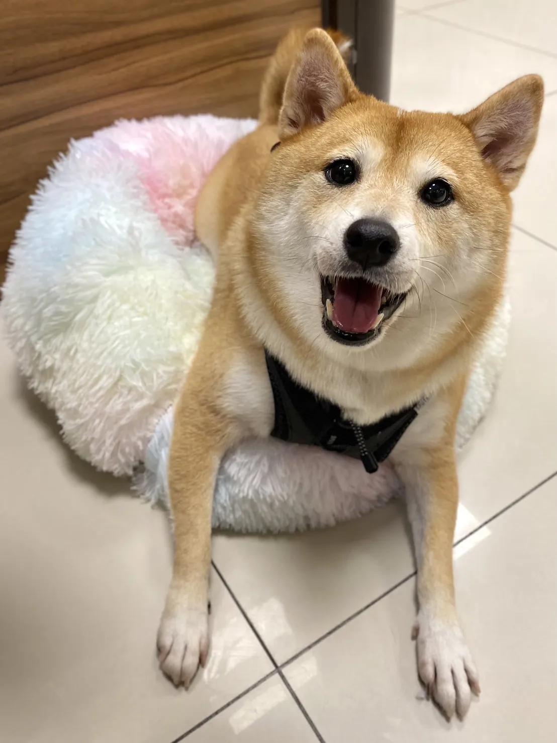 花居寵物生活別館