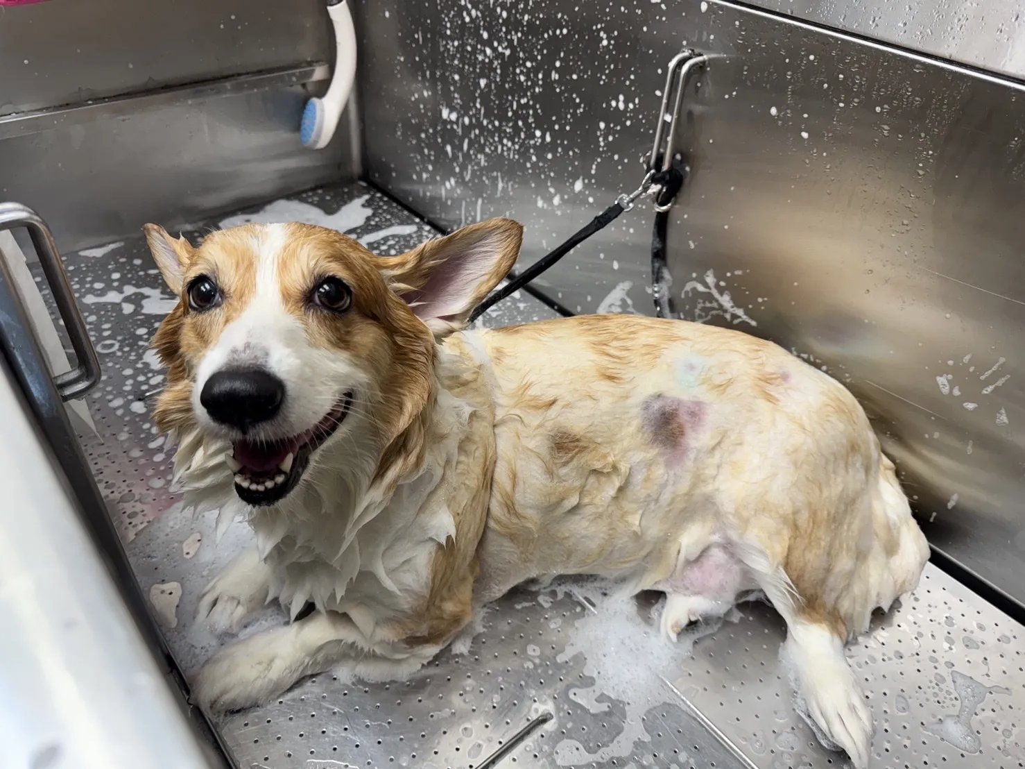 花居寵物生活別館