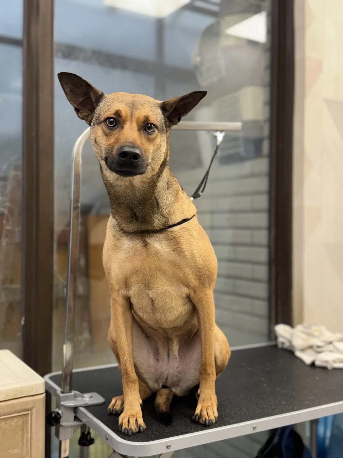 花居寵物生活別館