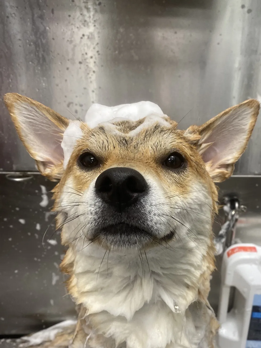 花居寵物生活別館