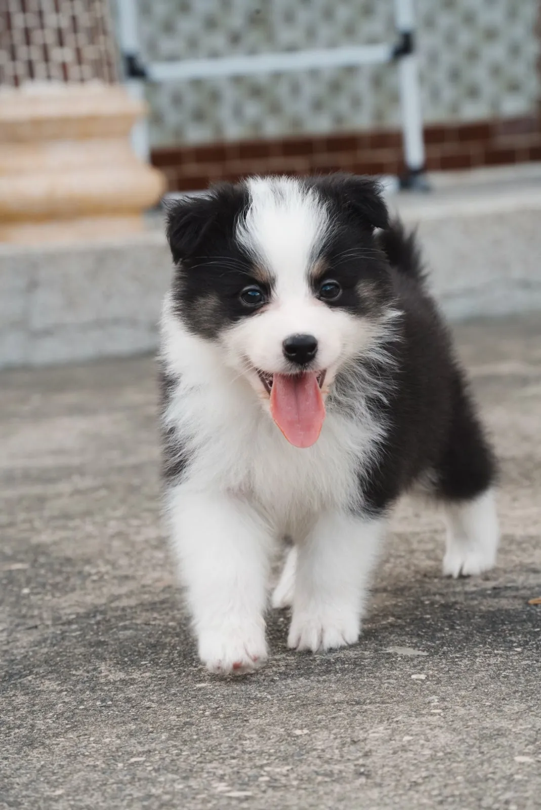 布朗尼牧羊犬犬舍
