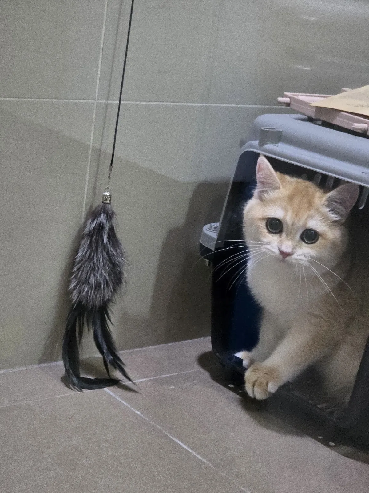 貝寵閣寵物生活館