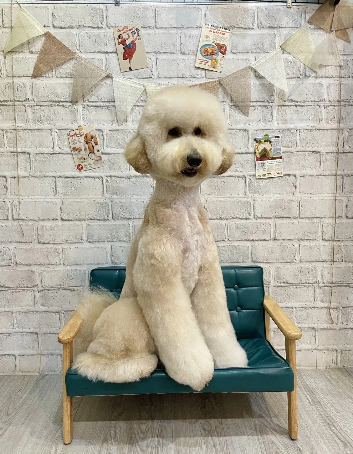 澡享受寵物沙龍