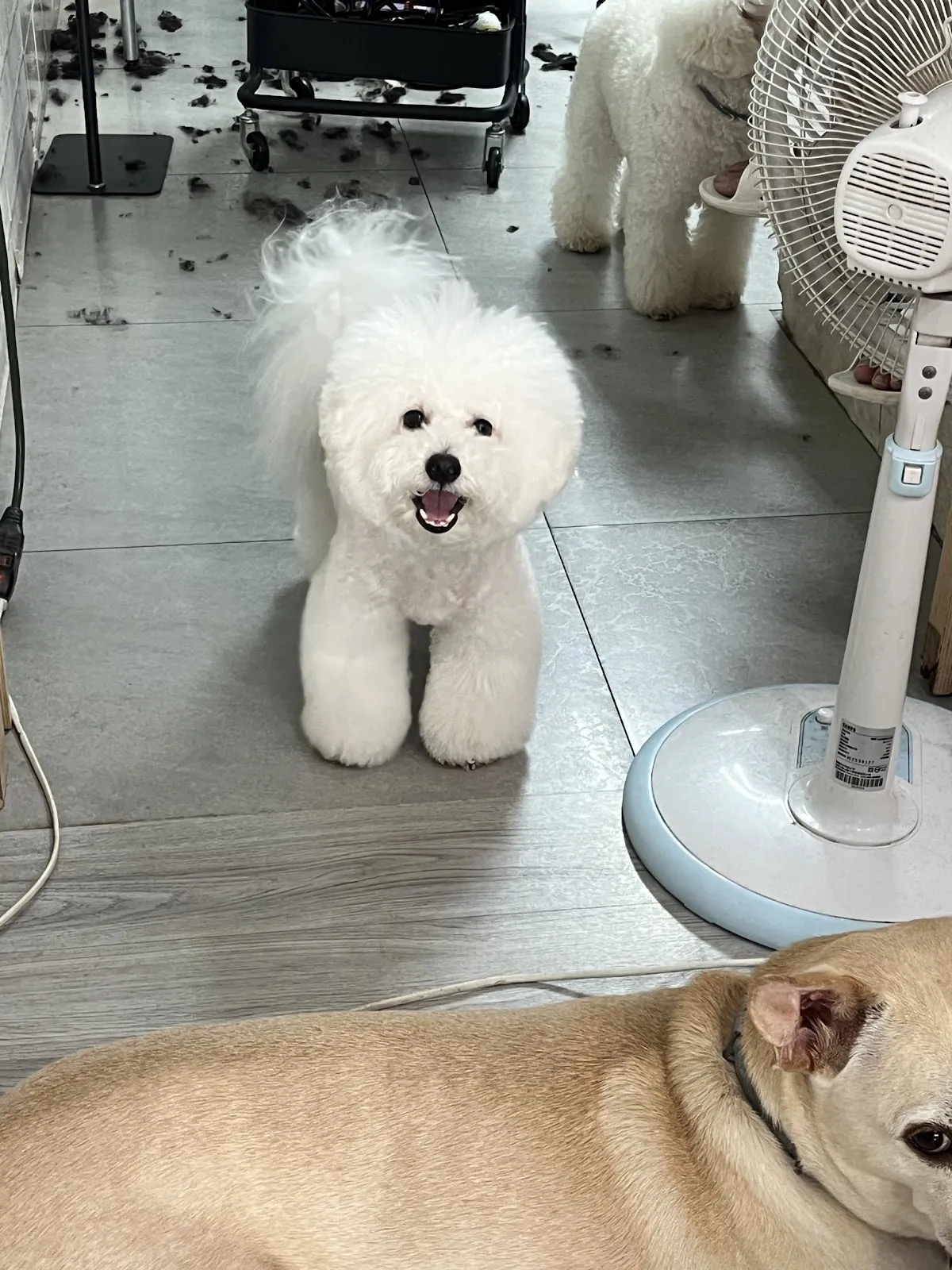 澡享受寵物沙龍