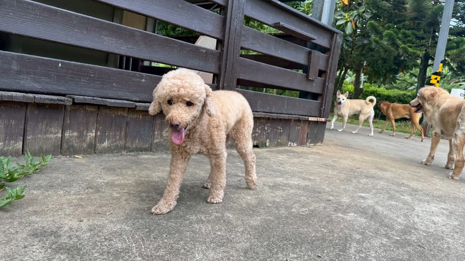 悠遊寵物生活館