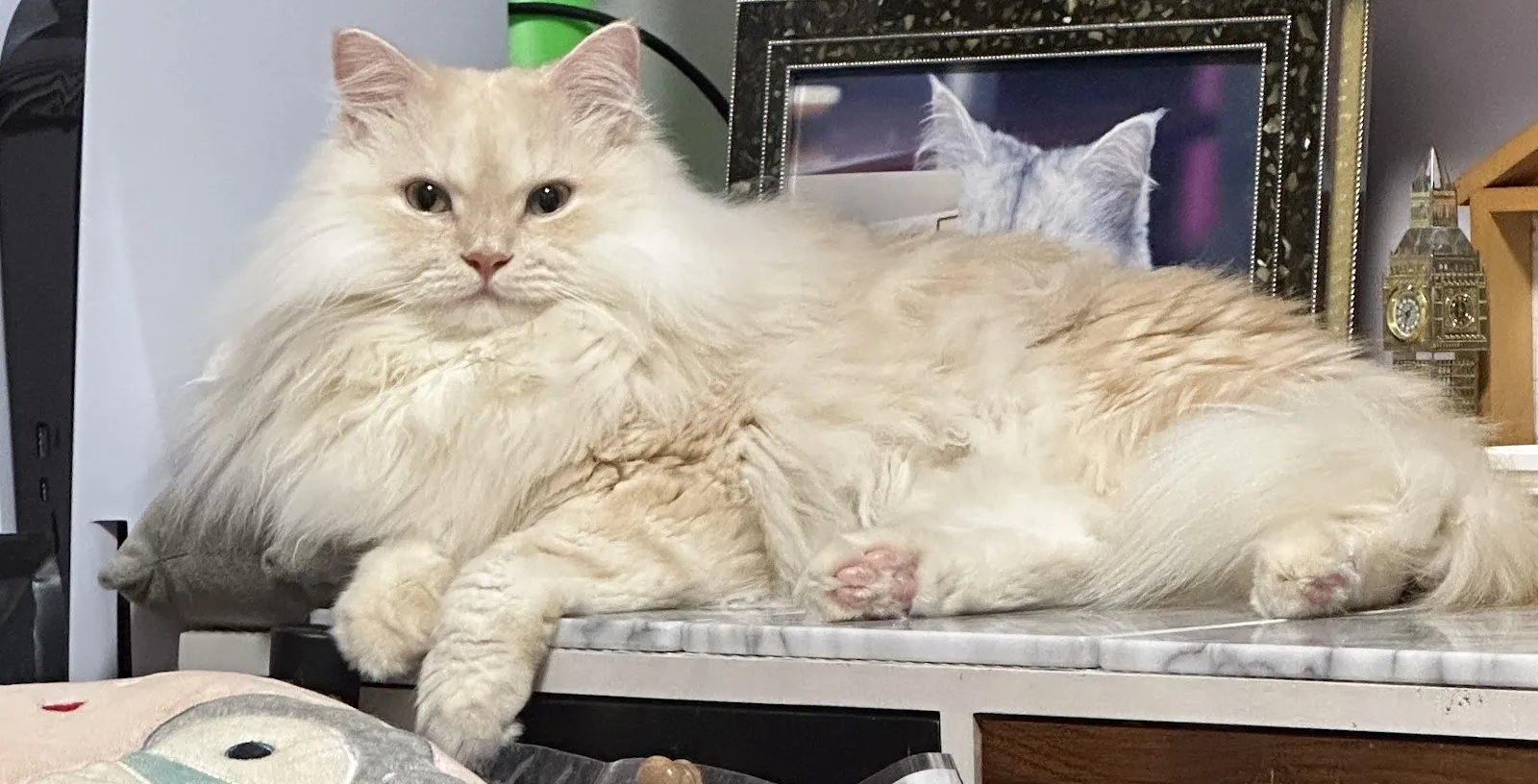 貓悅良犬寵物精品店