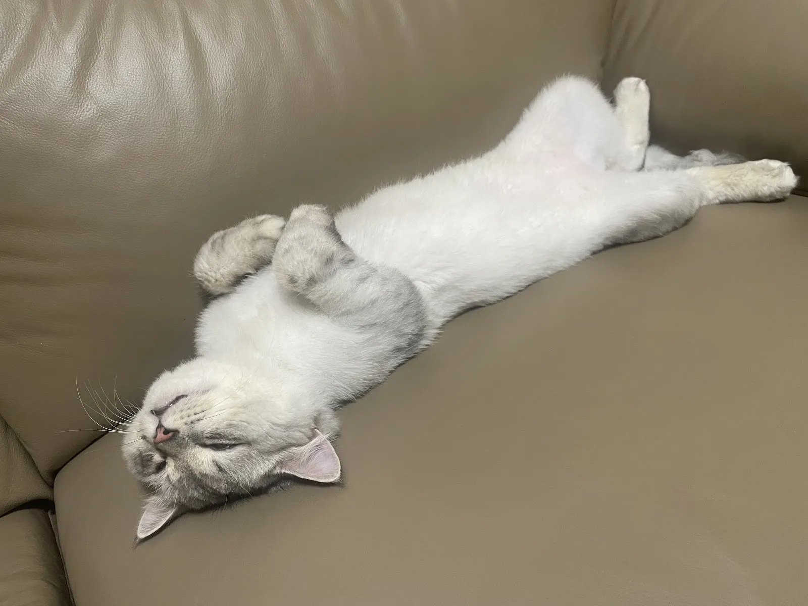 貓悅良犬寵物精品店