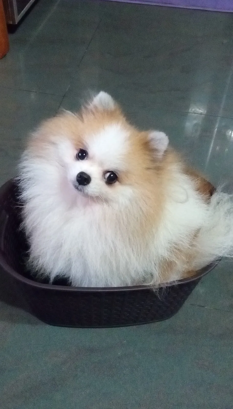 幸福快樂寵物館