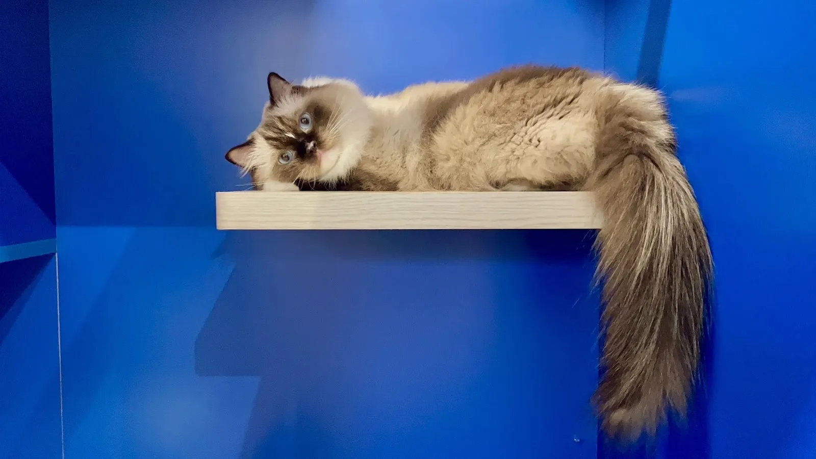 來地喵喵文旅創意公司-來地喵喵底家