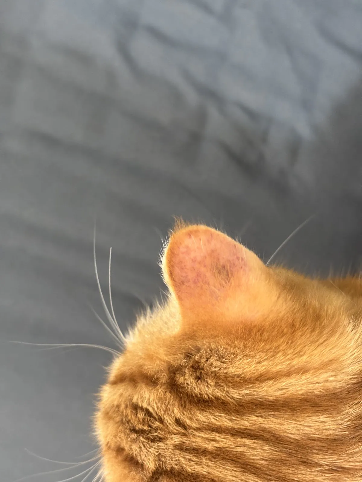 茱莉寵物美容工作室