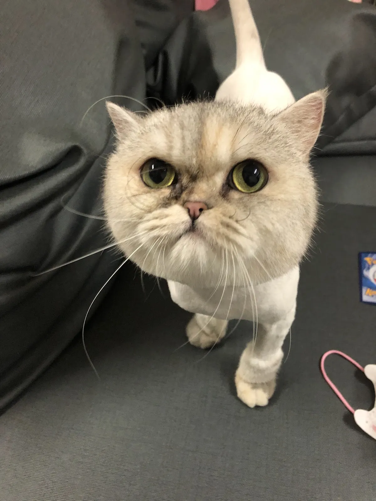 茱莉寵物美容工作室