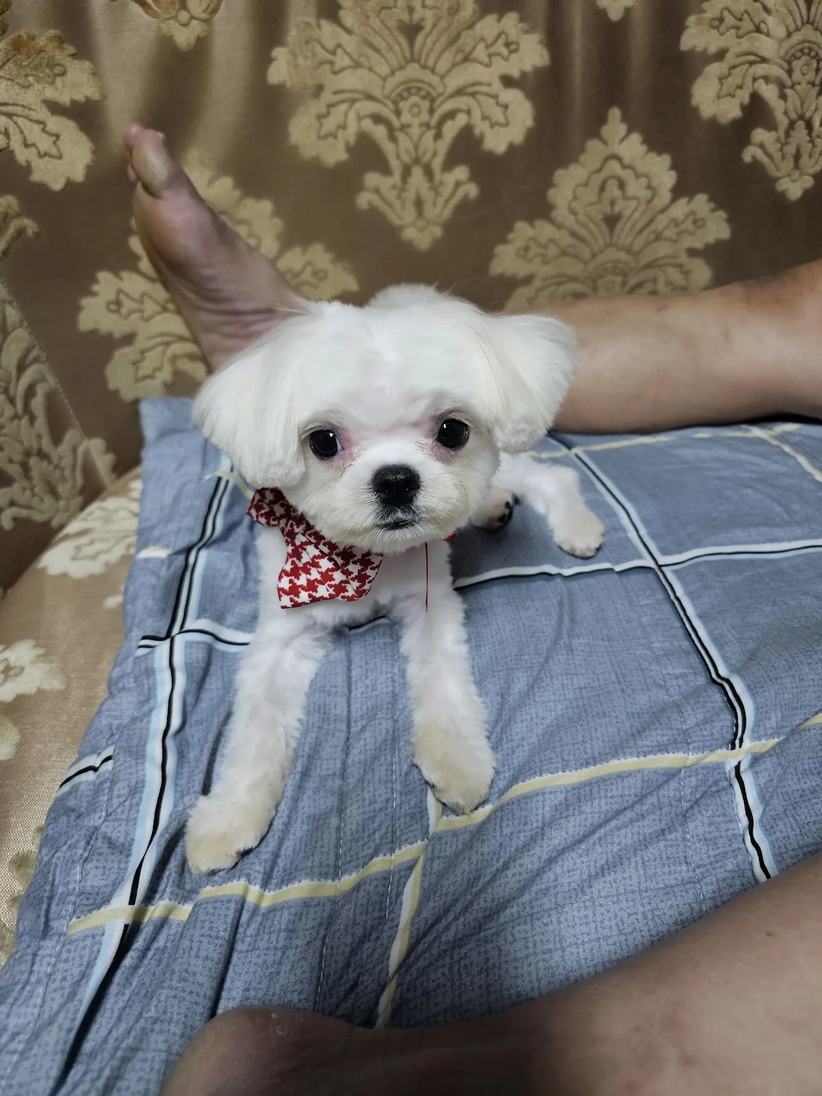 茱莉寵物美容工作室