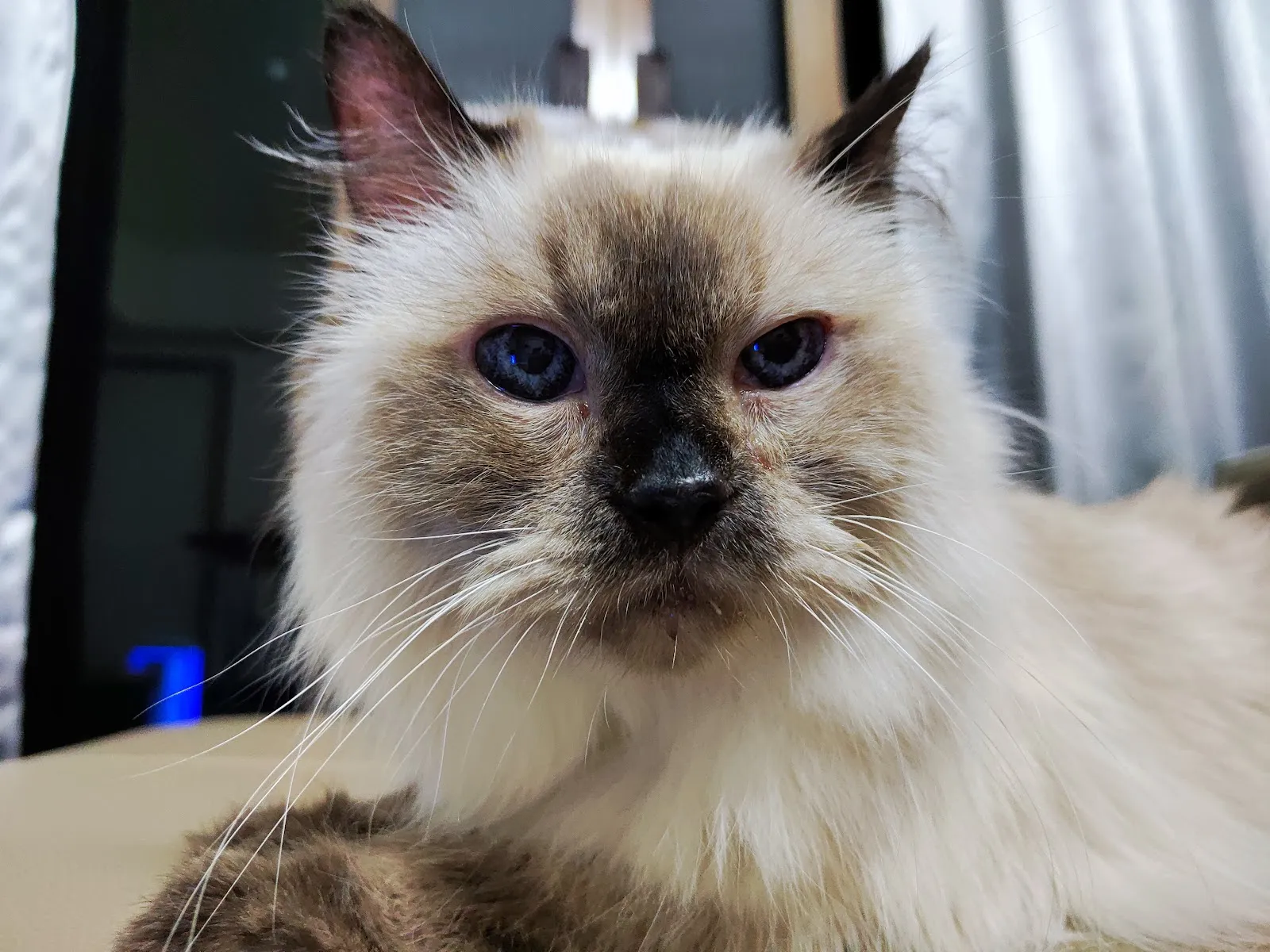 茱莉寵物美容工作室