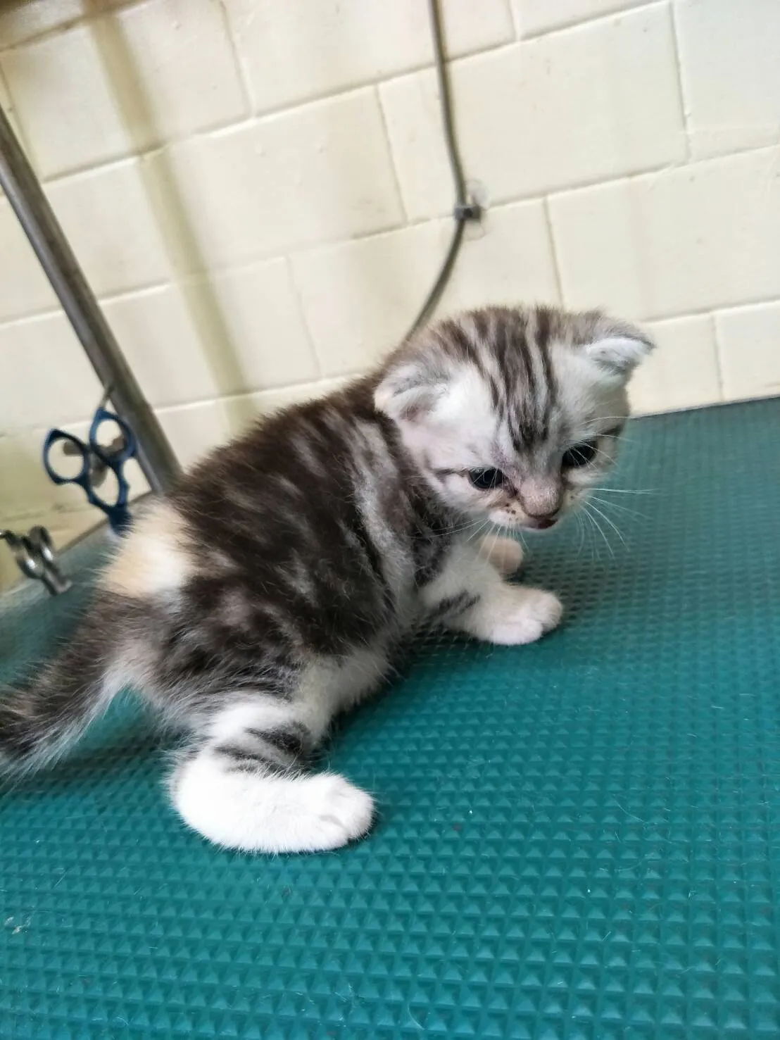 茱莉寵物美容工作室