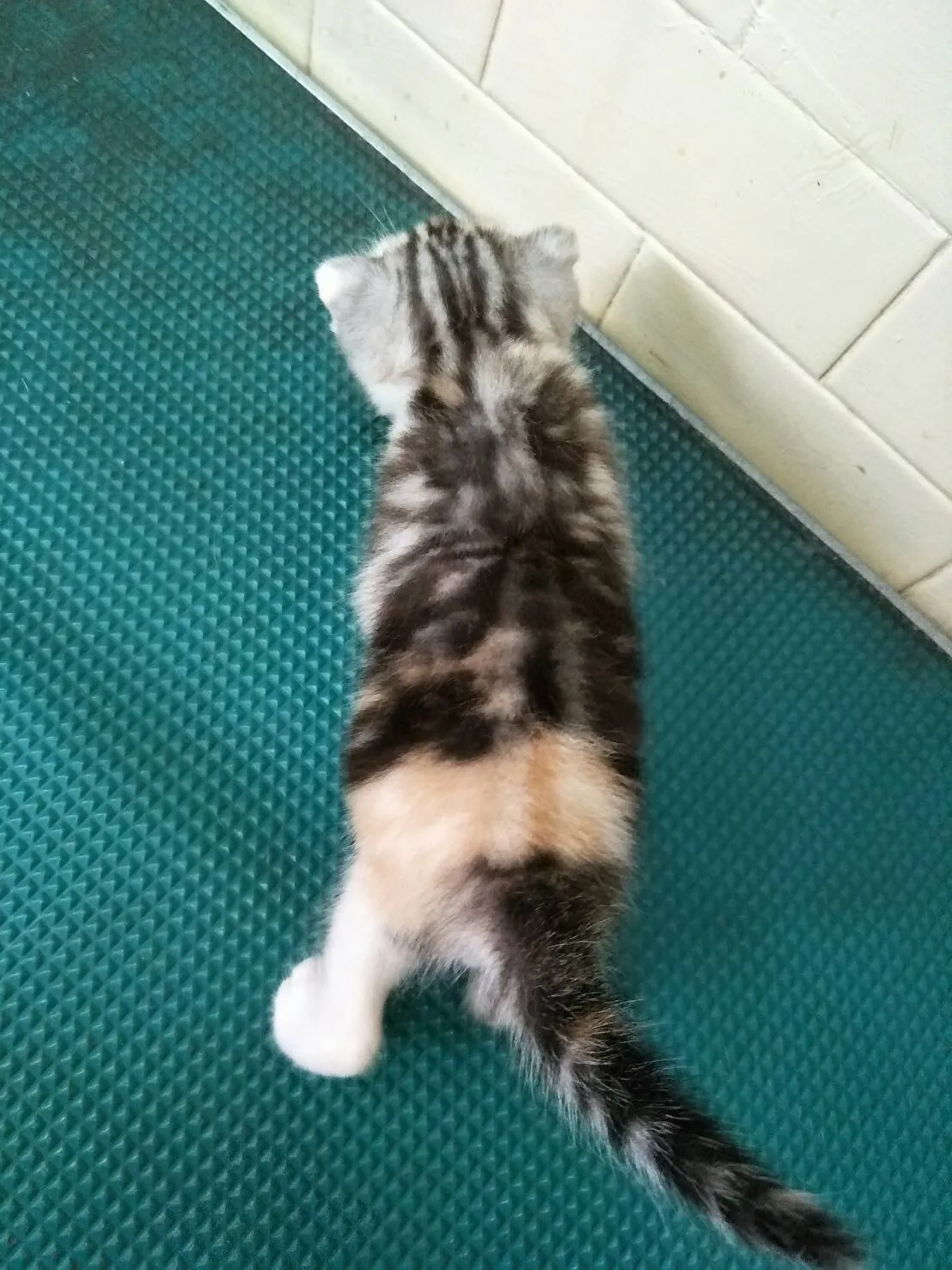 茱莉寵物美容工作室