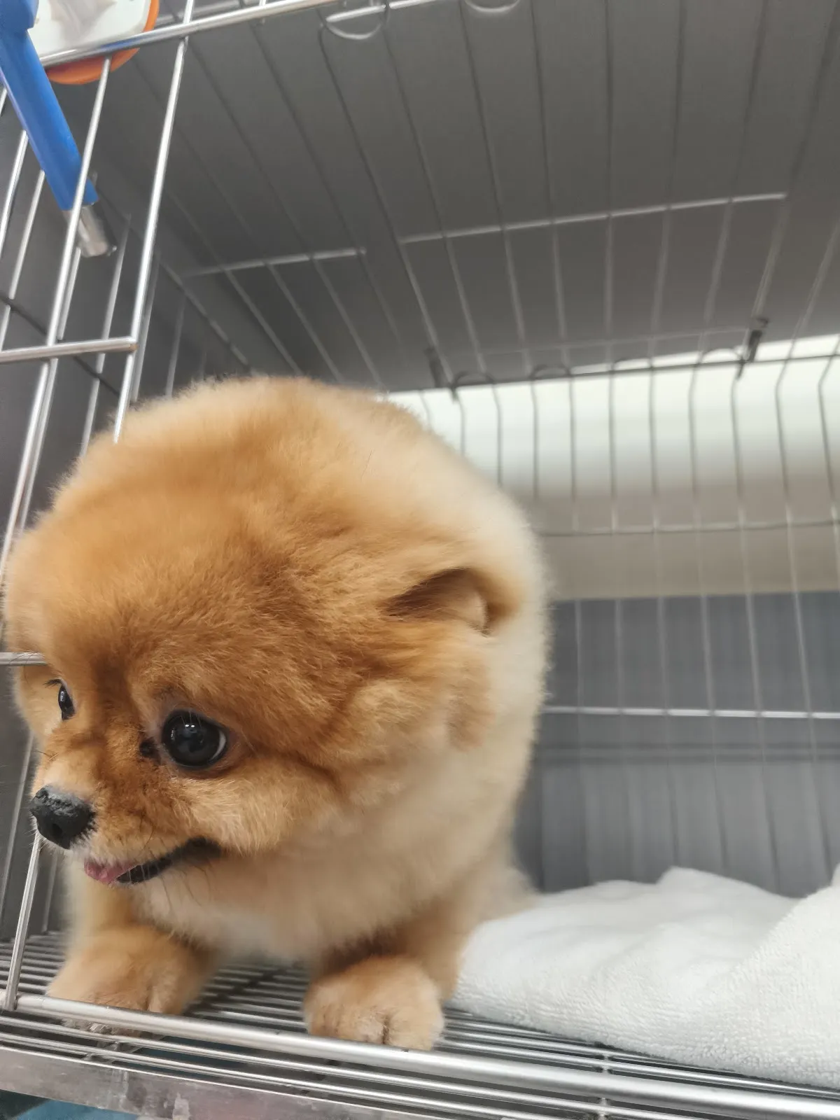 剪刀手寵物美容沙龍