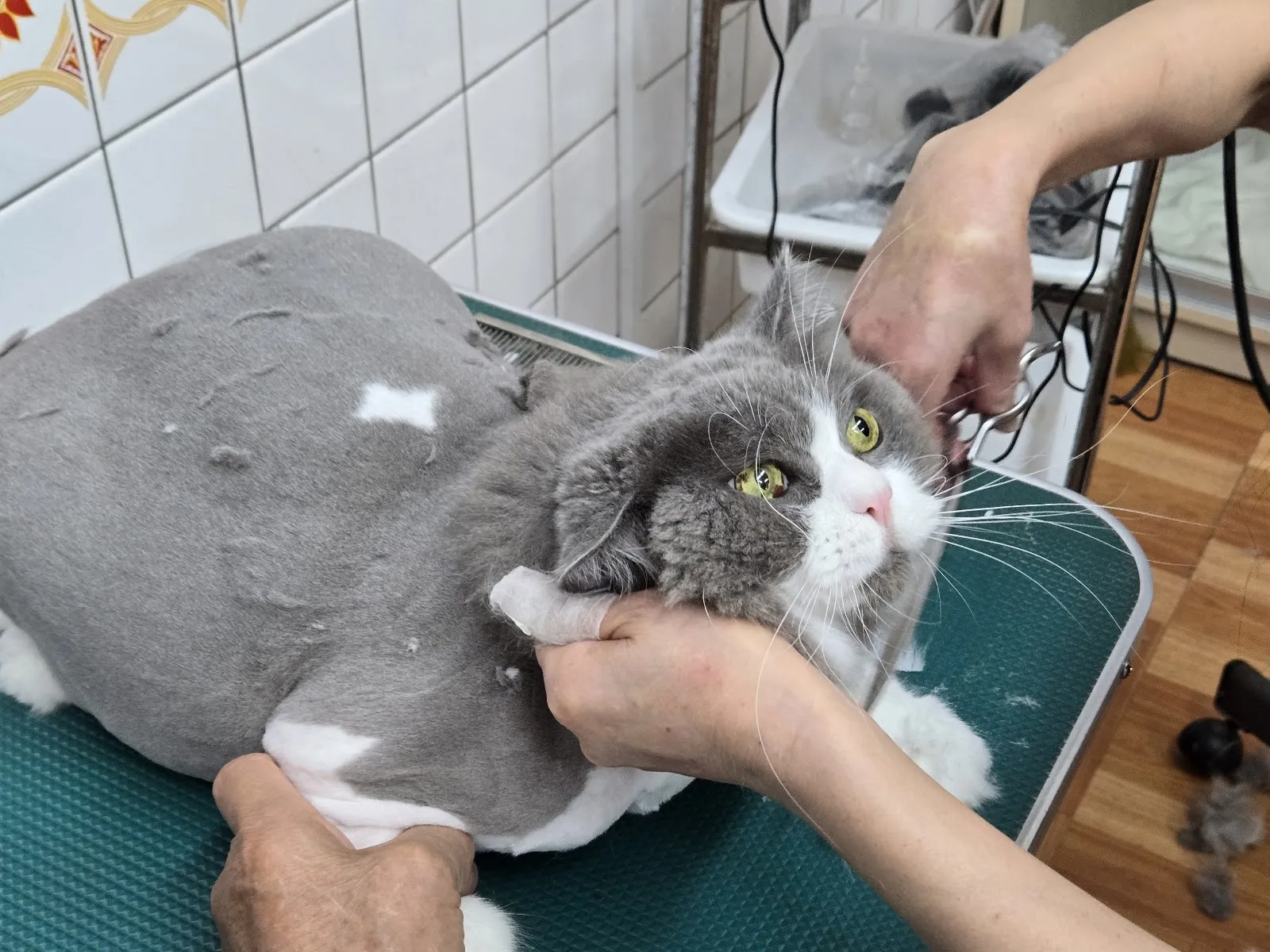 吉欣寵物美容坊