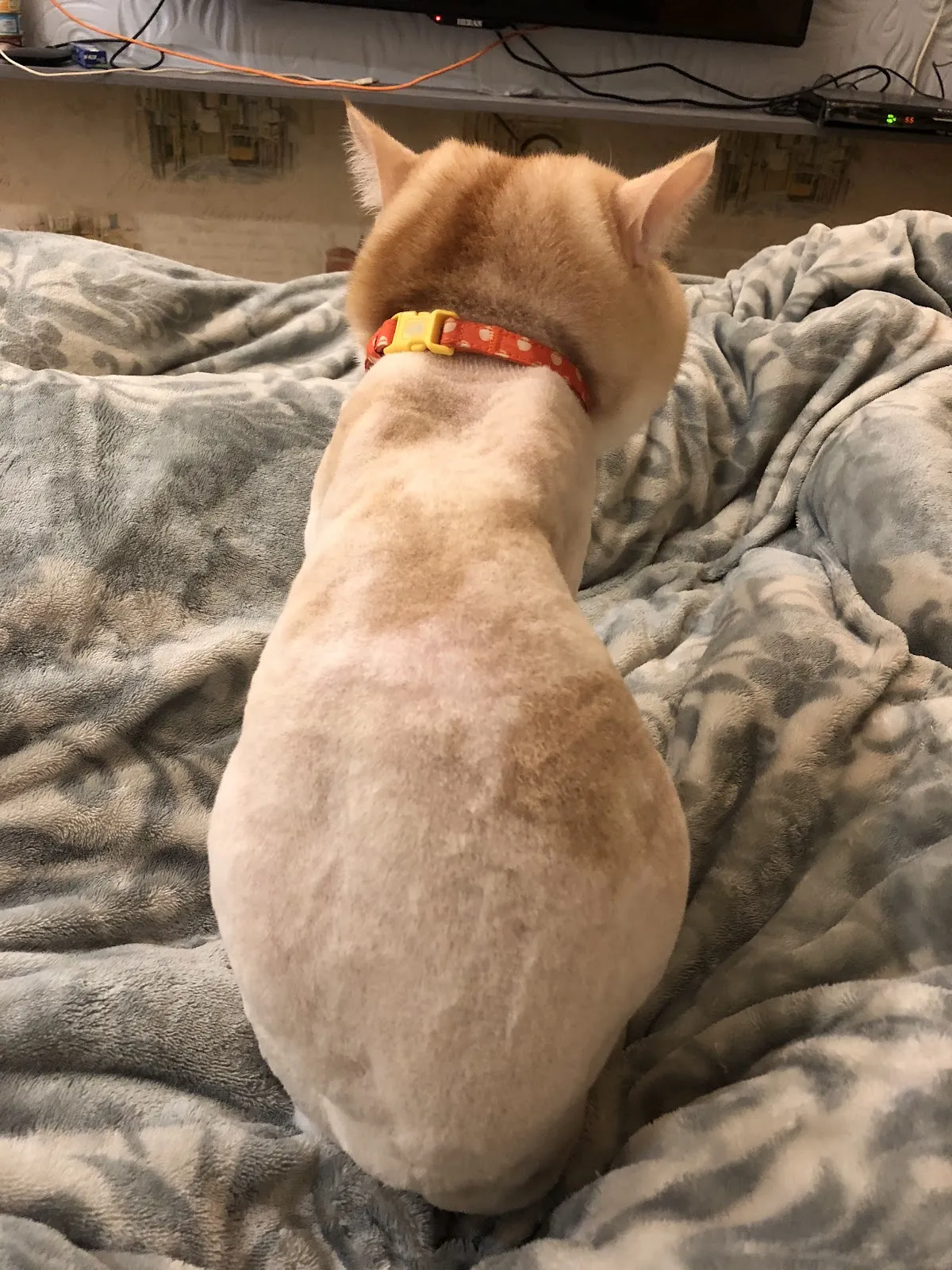 奶油泡泡愛犬美容