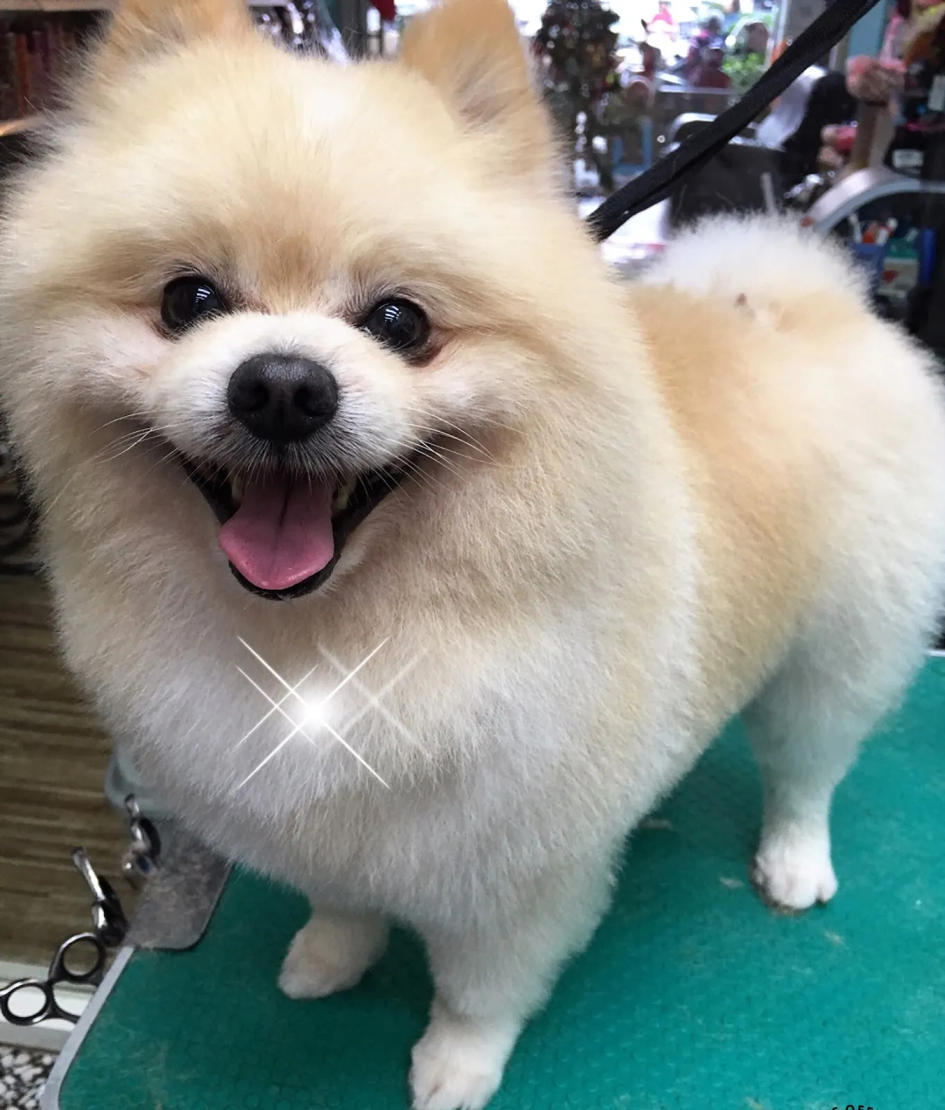 奶油泡泡愛犬美容