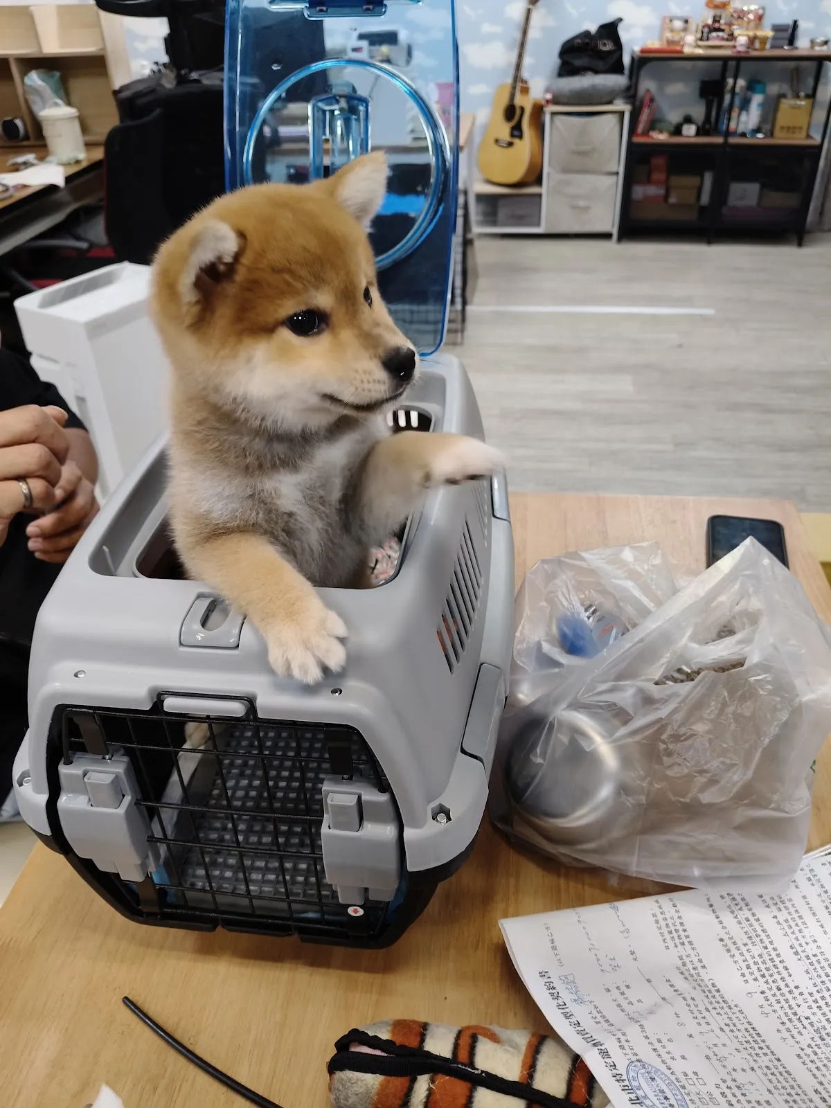 艾莉卡寵物工作室