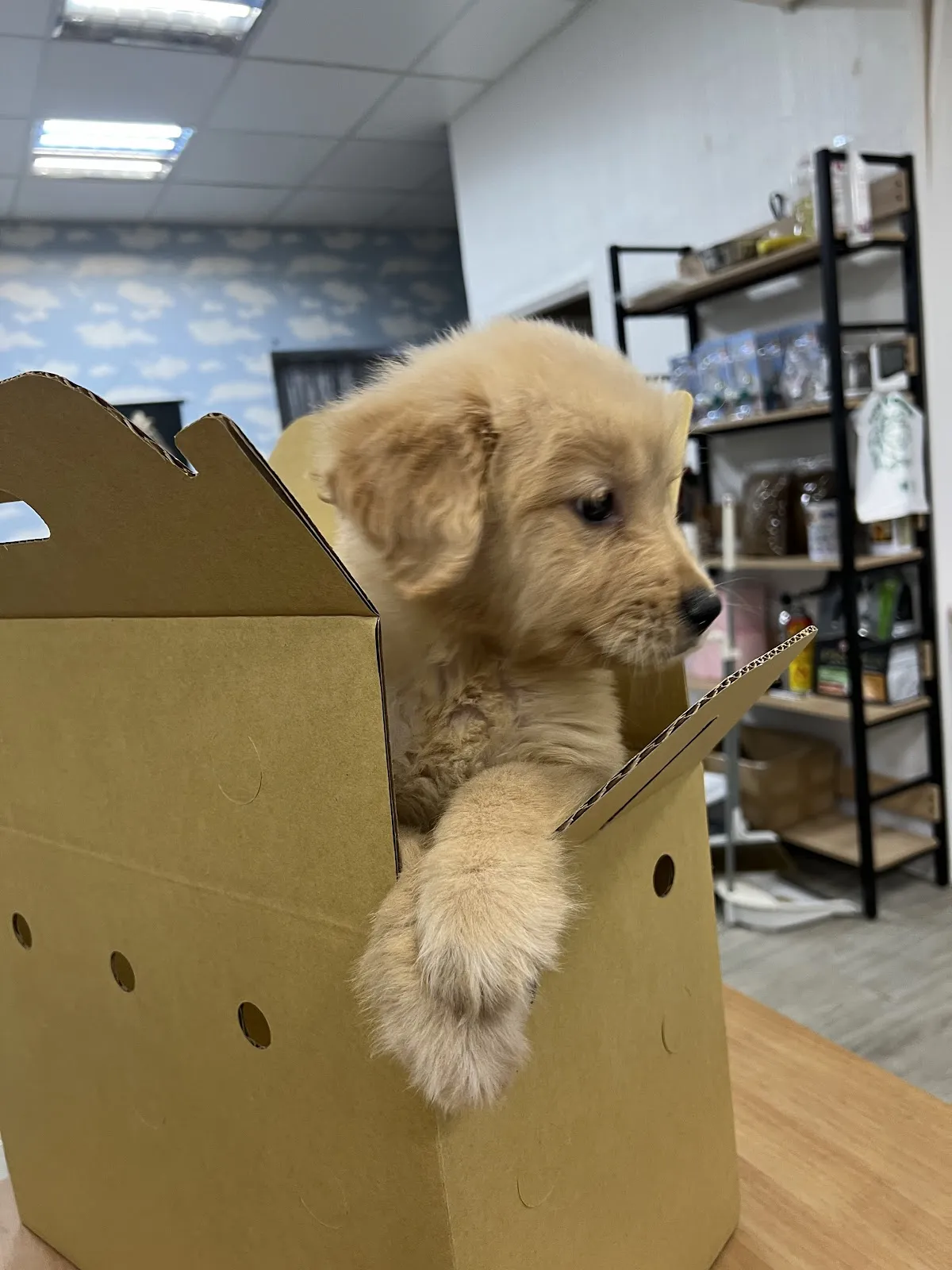 艾莉卡寵物工作室