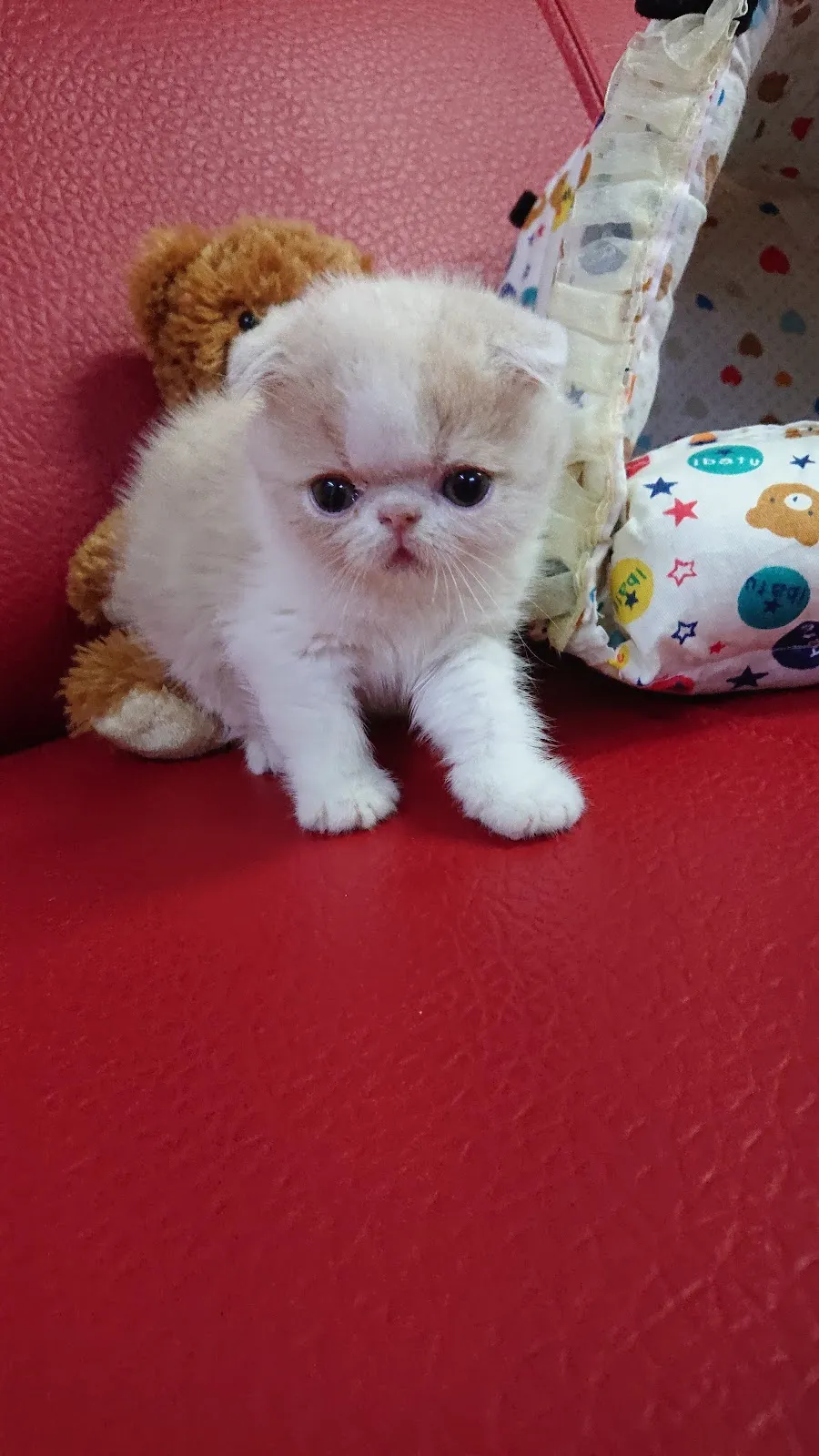 馬吉家族寵物館