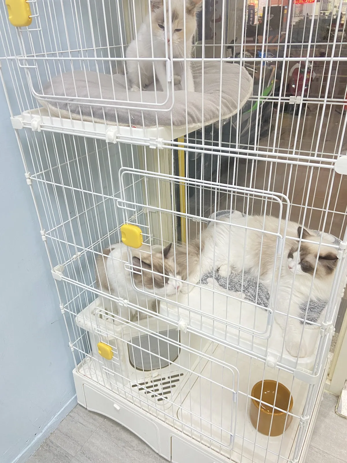 靚靚寵物美容生活館