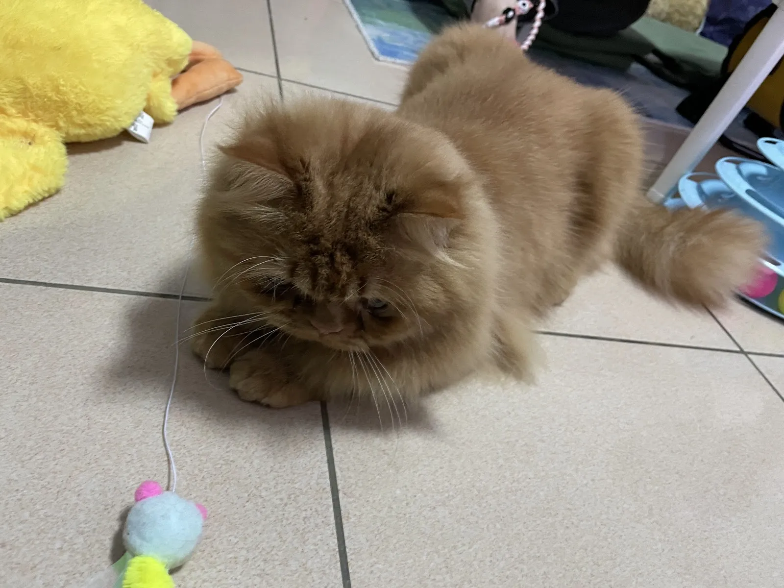 靚靚寵物美容生活館