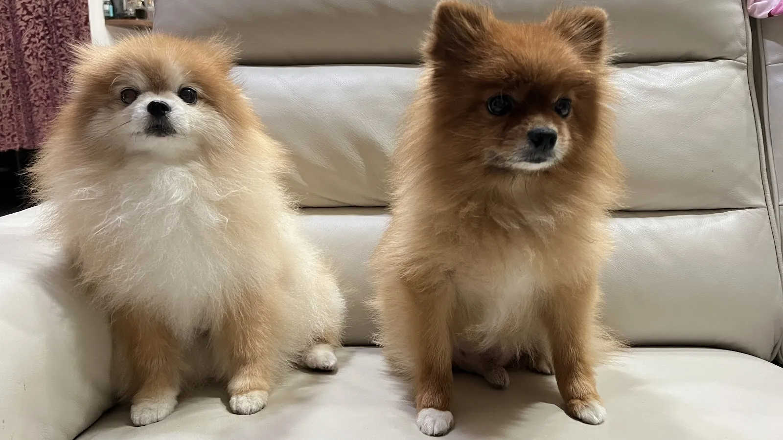 靚靚寵物美容生活館