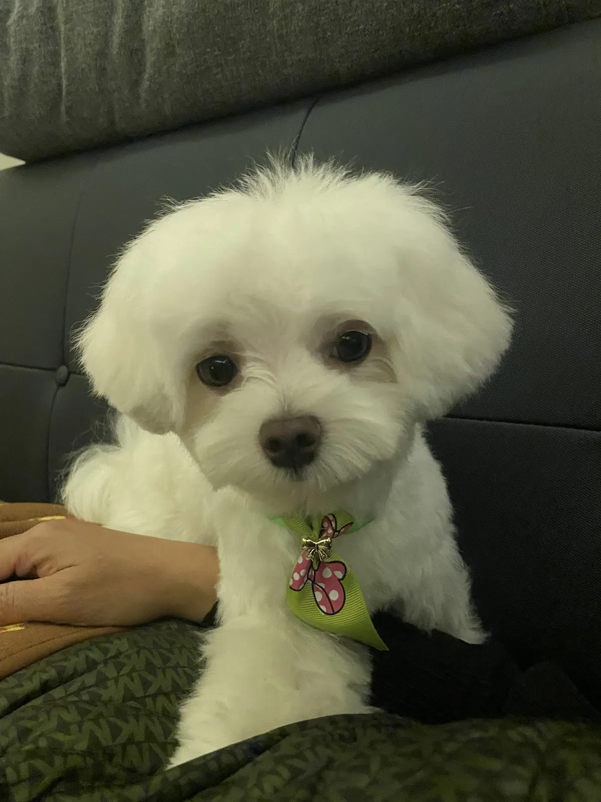 靚靚寵物美容生活館