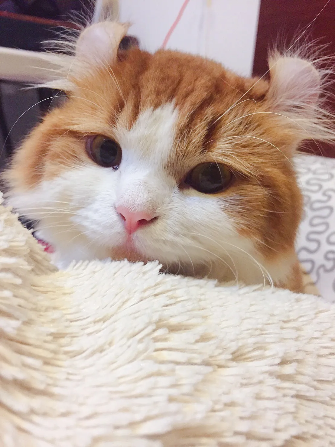 靚靚寵物美容生活館