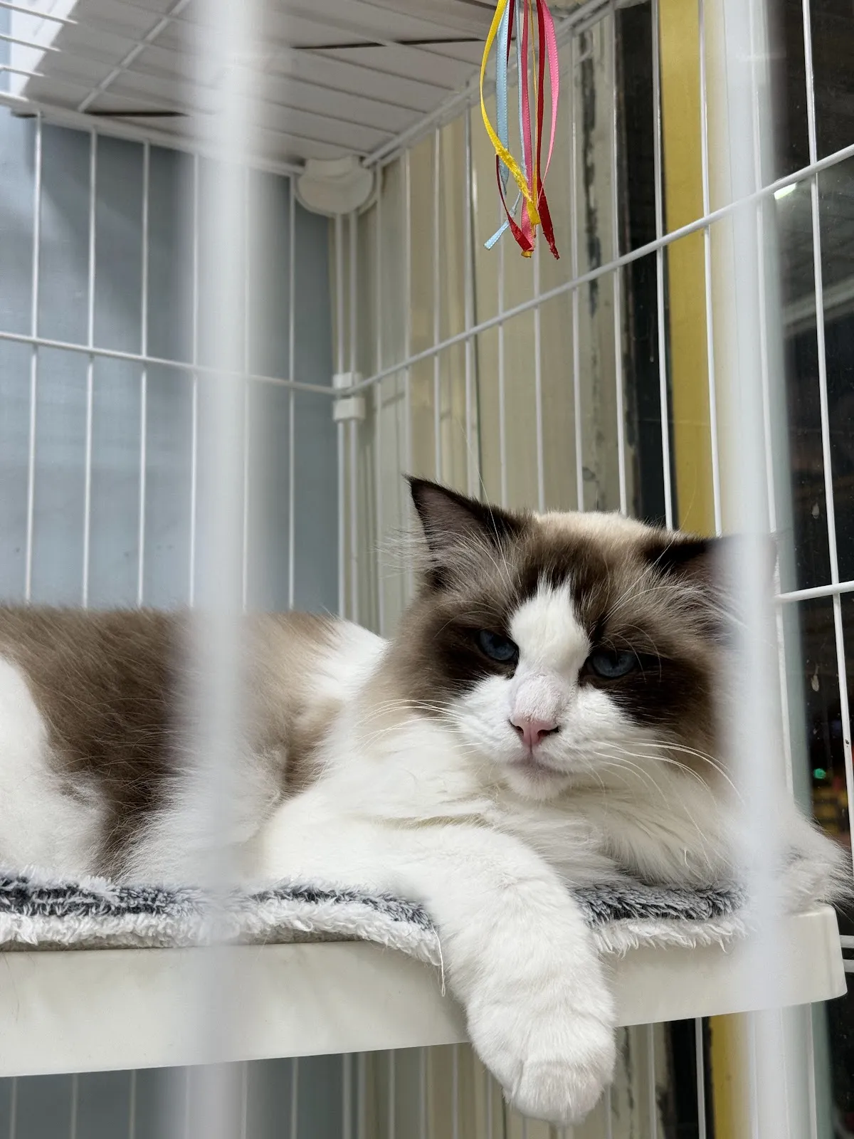 靚靚寵物美容生活館