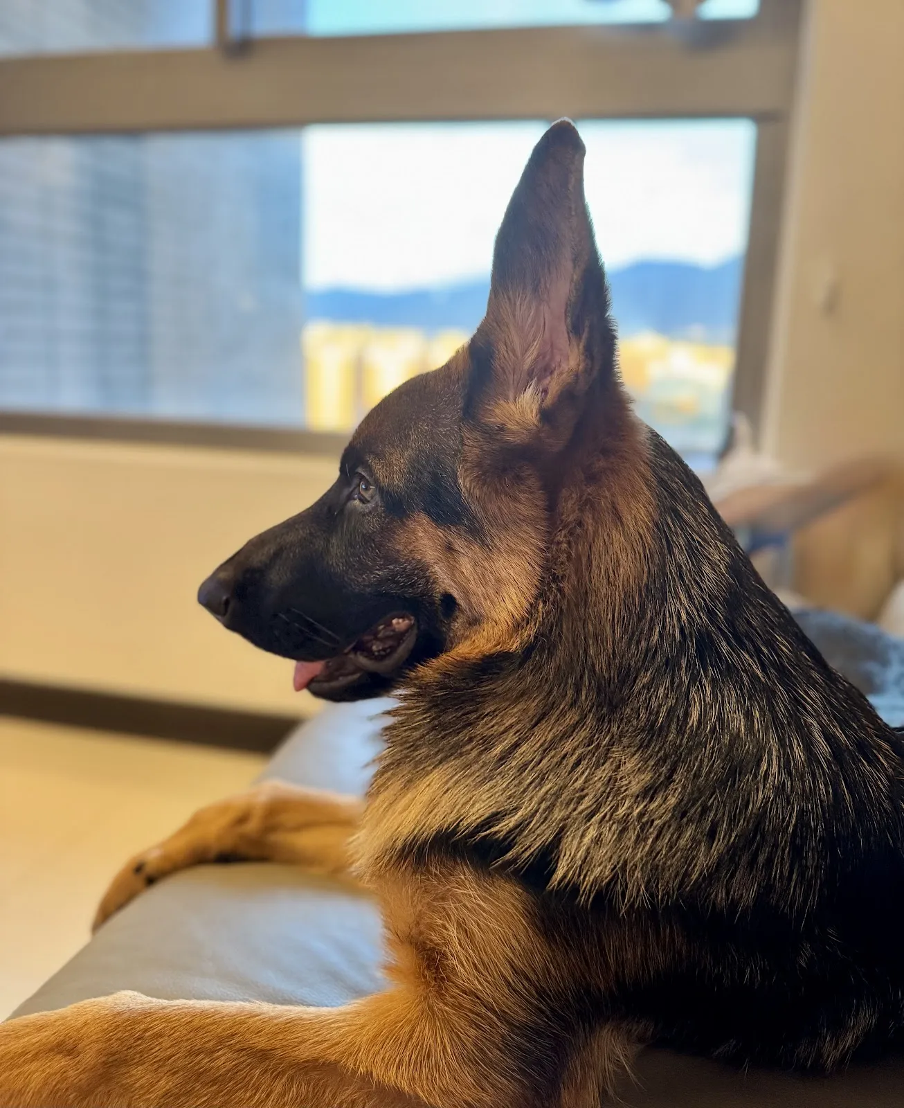 靚靚寵物美容生活館