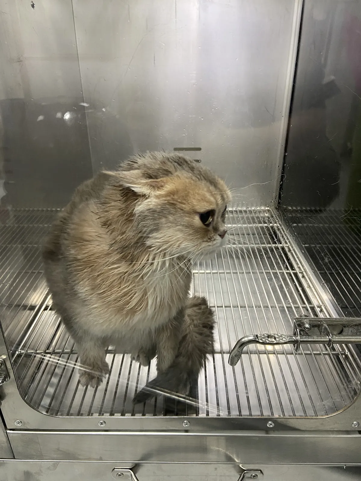 靚靚寵物美容生活館