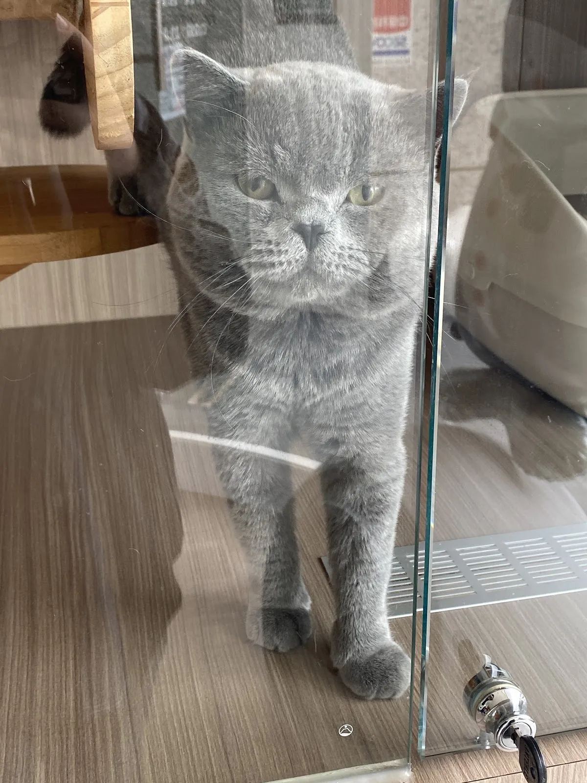 咪咪匠寵物美容