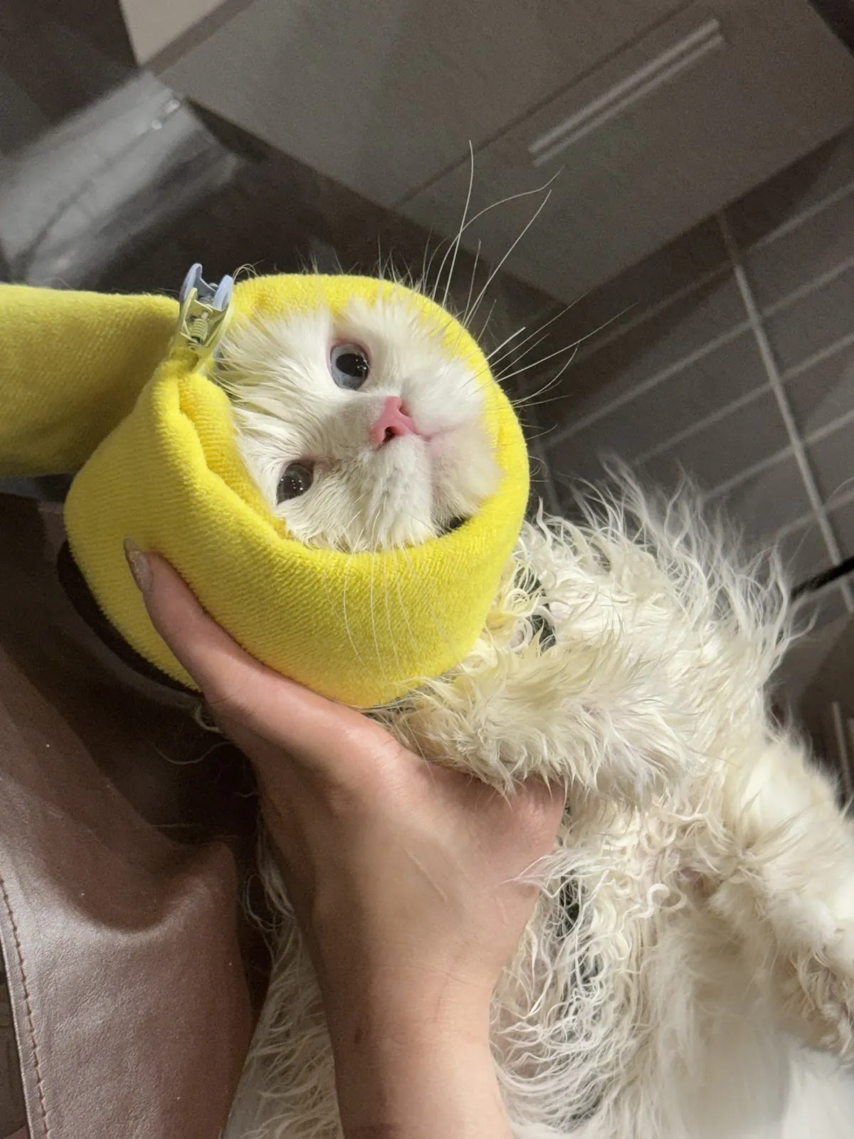 咪咪匠寵物美容