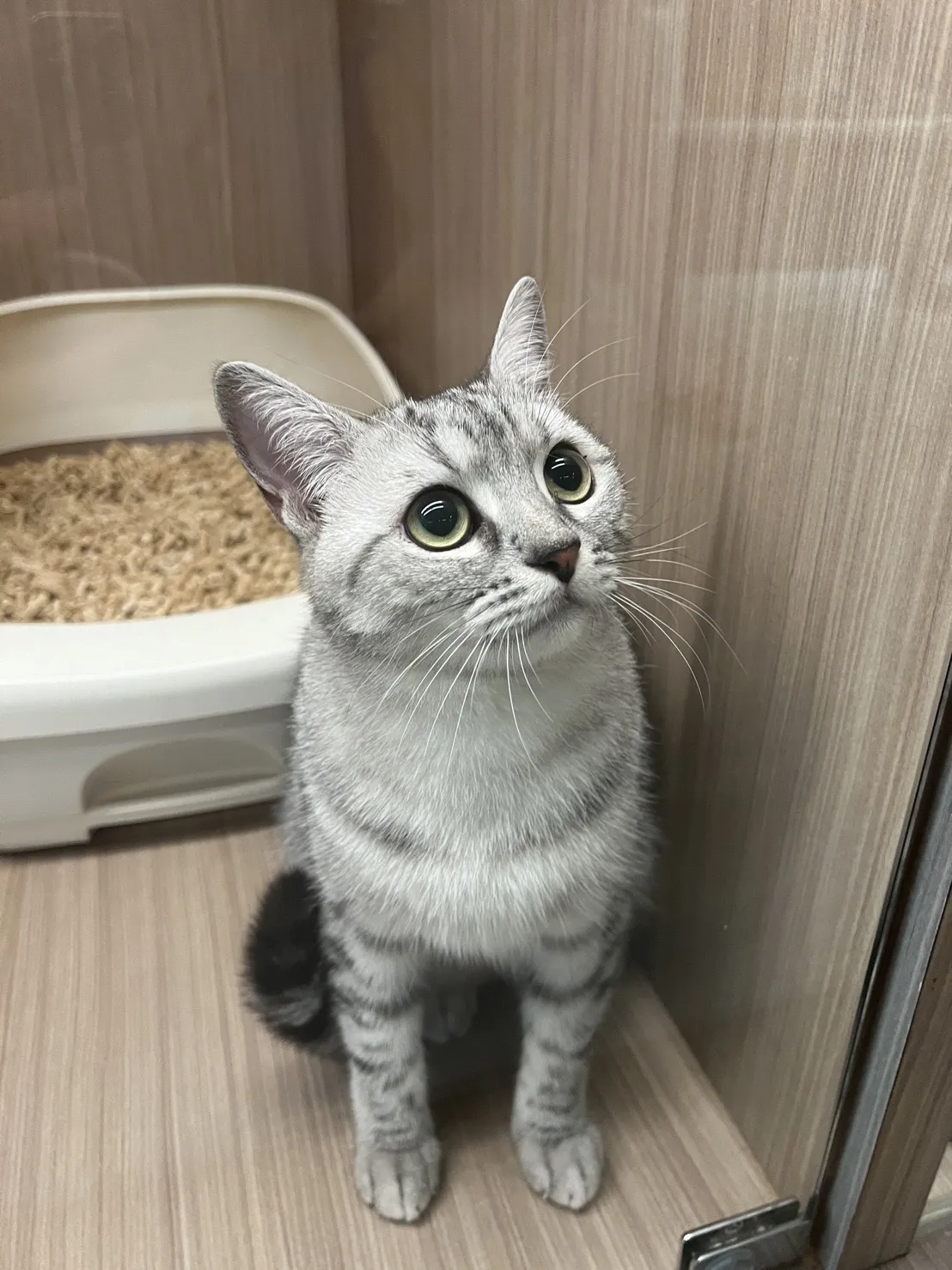 咪咪匠寵物美容