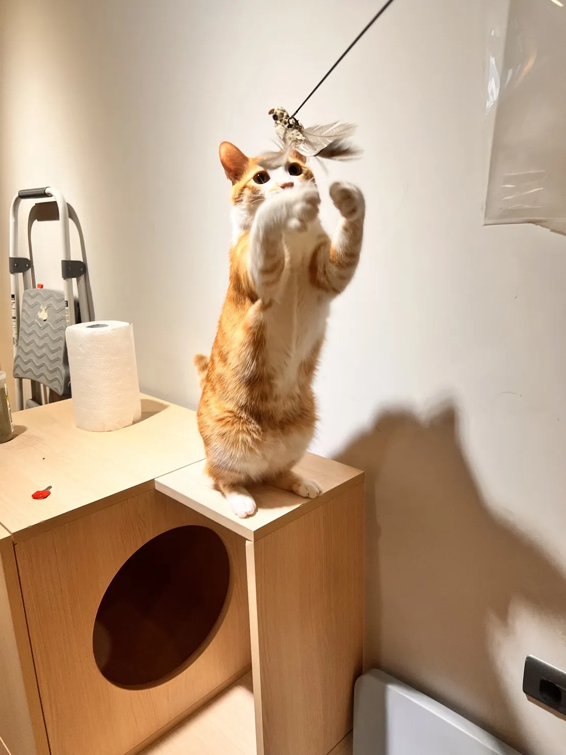 城市貓旅工作室