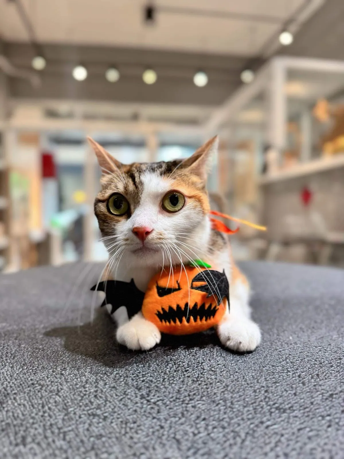 帕諾貓弄寵物生活館