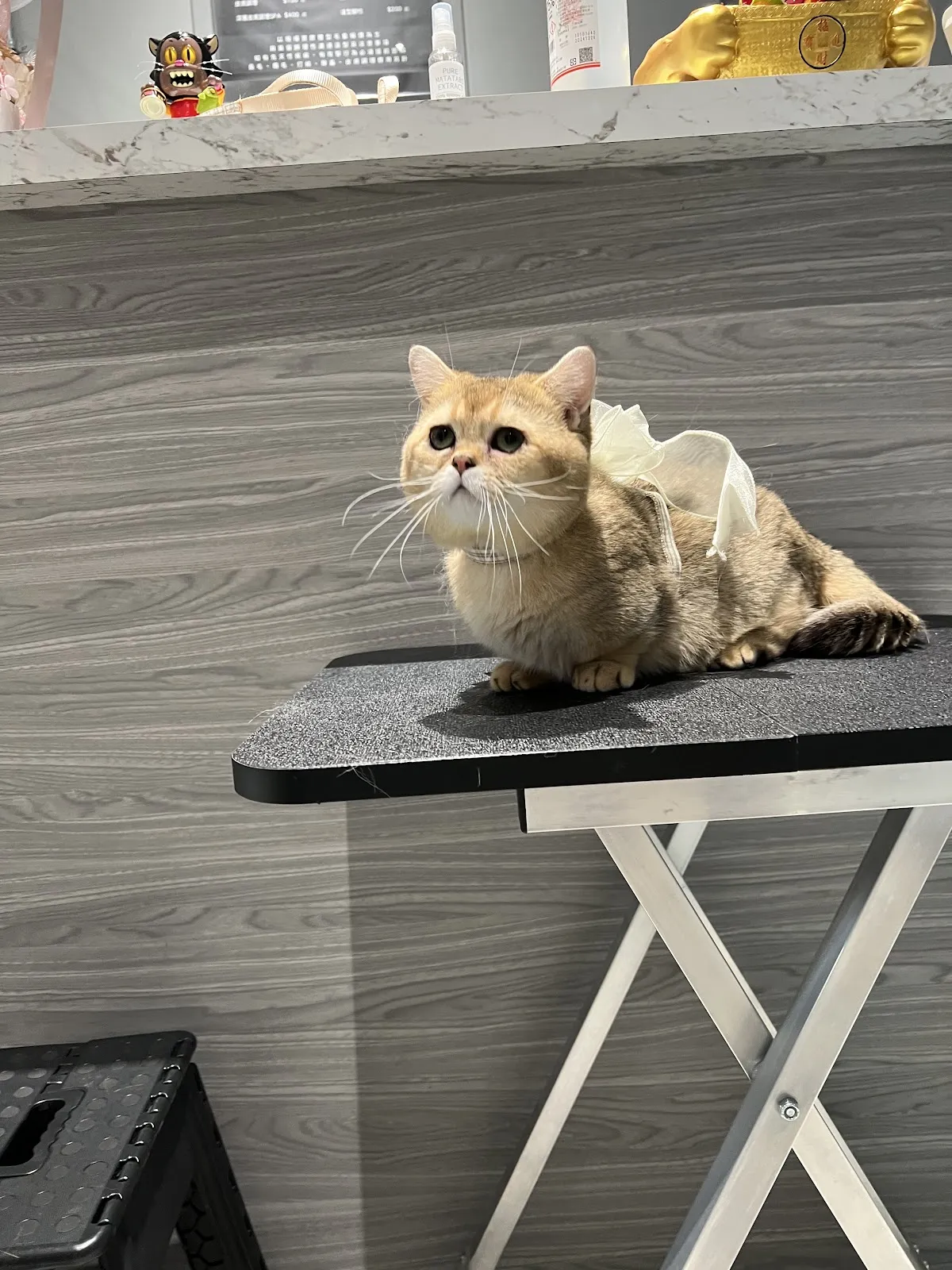 帕諾貓弄寵物生活館