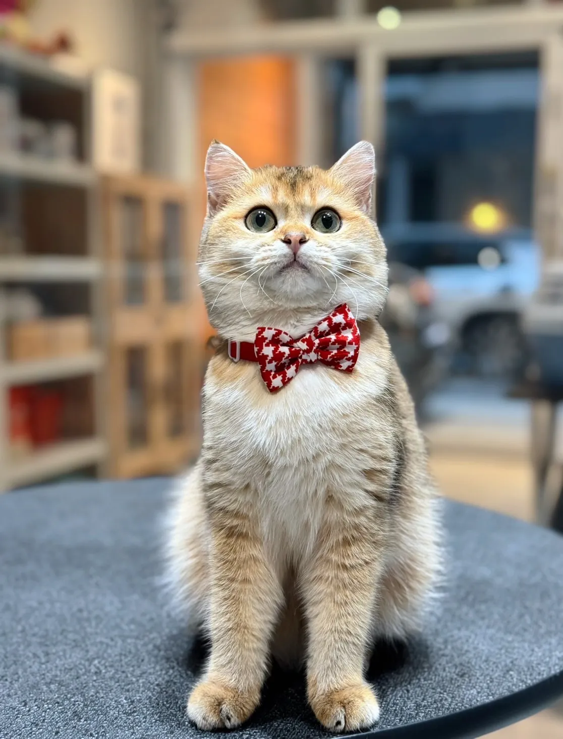 帕諾貓弄寵物生活館