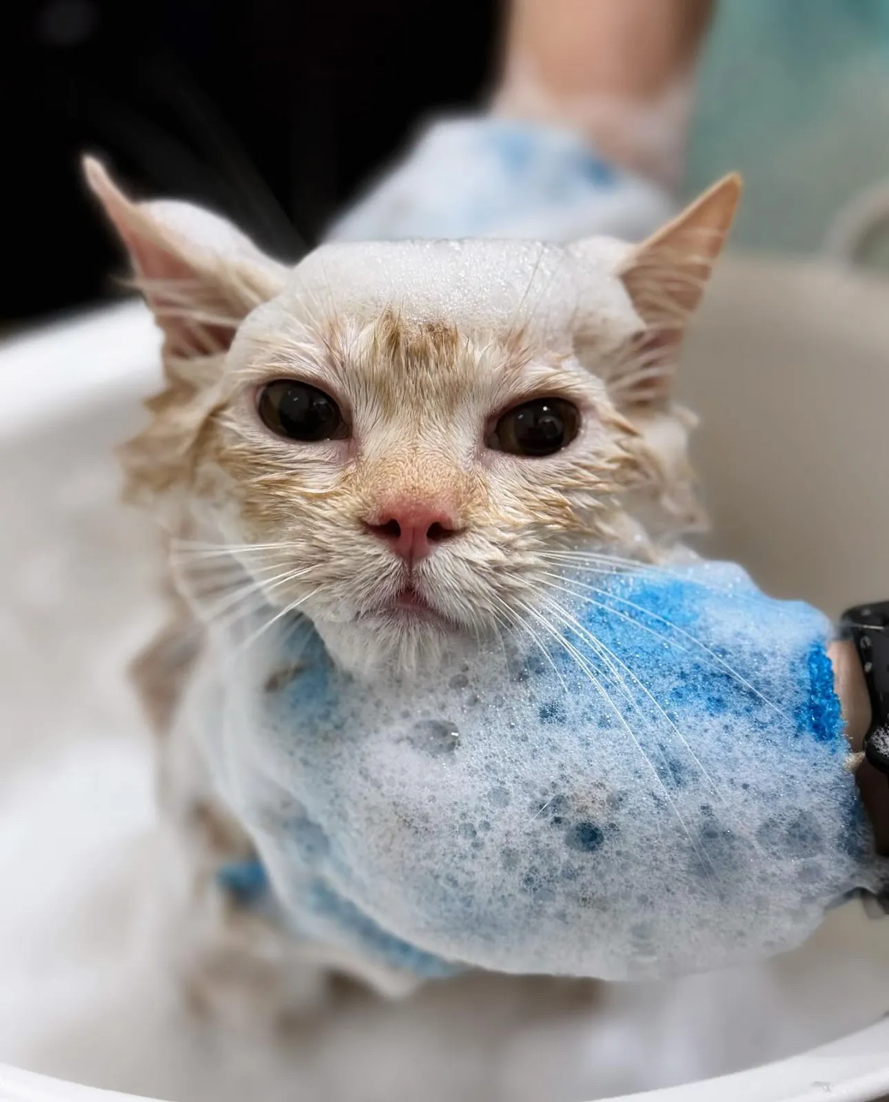 帕諾貓弄寵物生活館