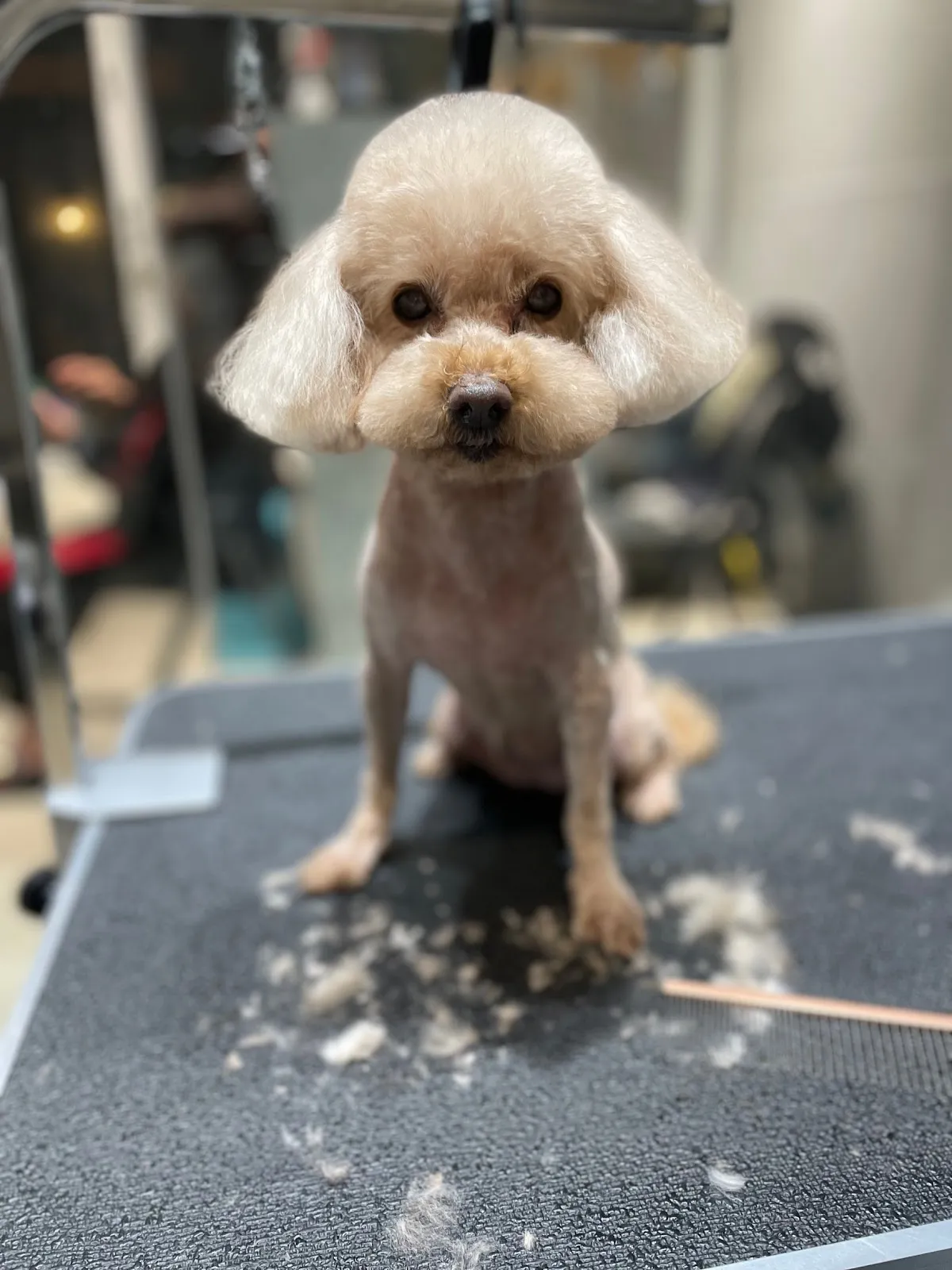 帕諾貓弄寵物生活館