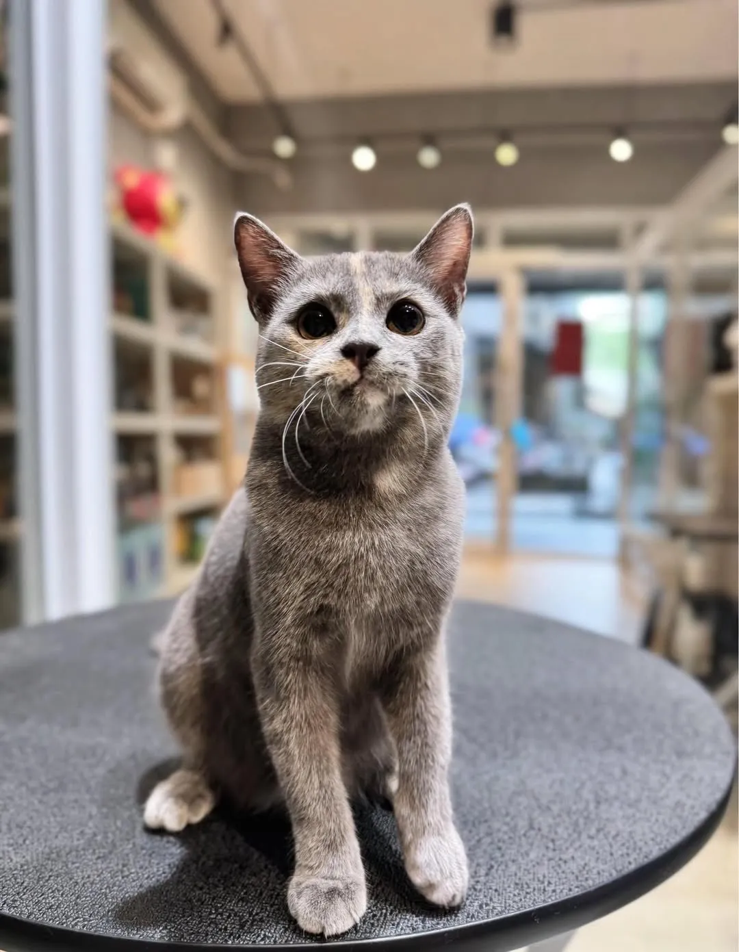 帕諾貓弄寵物生活館